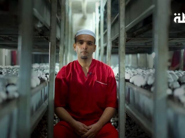 قصة شاب من غرداية | من فكرة بسيطة إلى رائد في انتاج الفطر الباريسي